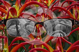 Looking through glasses to black and white tulips focused in women`s glasses. Color blindness. World perception during depression