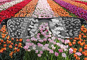 Looking through glasses to bleach nature landscape - tulips field. Color blindness