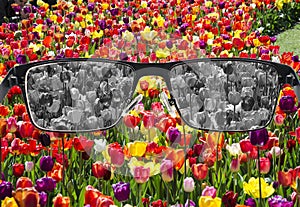 Looking through glasses to bleach tulips field. Color blindness. World perception during depression. Medical condition. Health and photo