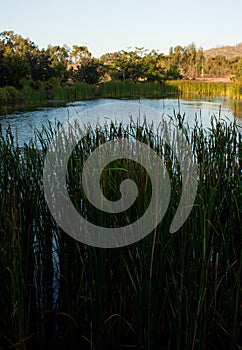 Looking through the grass at a pond in the tropical Queensland