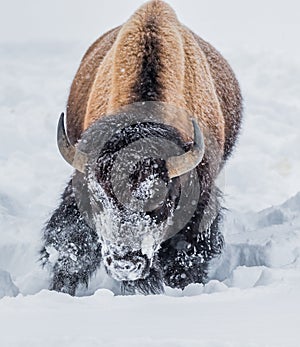 Looking for grass, Yellowstone buffalo digs in deep snow with hi