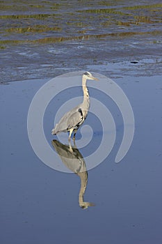 Looking grey heron in dutch harbour of Noordpolderzijl,