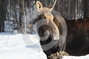 Looking for her calf