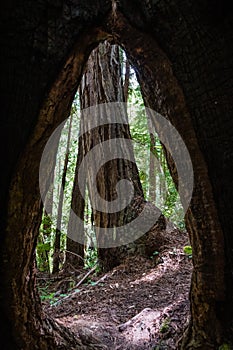 Looking through the hole left in a still living redwood tree by an old fire, Butano State Park, San Francisco bay area, California photo
