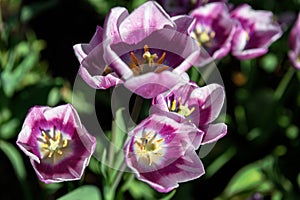 Looking Inside Purple Tulip Blooms