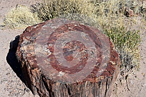 Looking at a Large Slice of a Petrified Log
