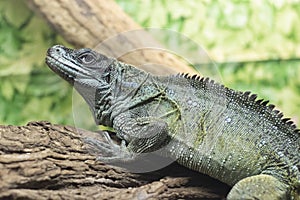 Looking into the lens, agama lizard in a terrarium, close up.