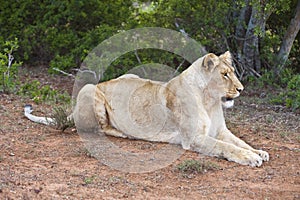 Looking Lioness