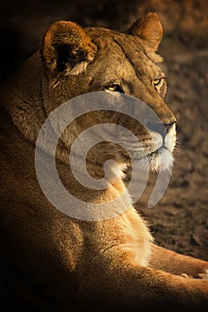 Looking Lioness