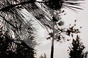 Looking through long ponderosa pine needles, trees out of focus in background