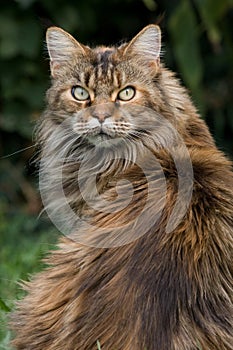 Looking Maine coon cat