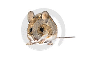 Looking mouse isolated on white background