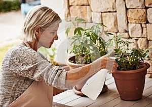 Looking after my plants. Cropped shot of a relaxed senior woman tending to her marijuana plants and making sure it& x27;s