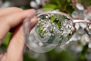 Looking in myopia glasses on blossom in focus