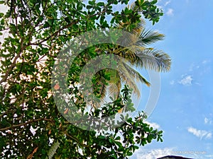 Looking at the nature that sorrounds  me,makes me happy