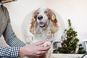 Looking at old christmas toys from childhood with pets.