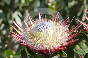 Looking onto Single King Protea, Protea cynaroides in natural sun light illuminating the flower head