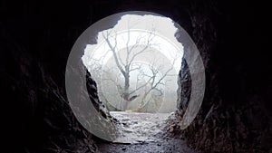 Looking out of a cave entrance on a atmospheric misty day in a forest. With trees in the background