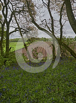 Looking out of the edge of Darroch Woods and its Bluebells onto the surrounding farmland.