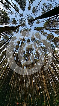 Good Forest will save the world future