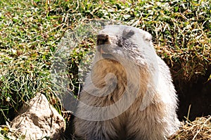 On the looking out marmot photo