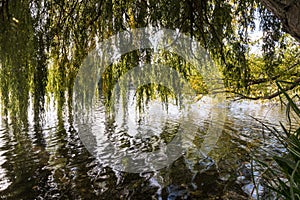 Looking out onto the river Thames through weeping willow trees in autumn