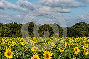 Looking out over a field of sunflowers, on a sunnny summer\'s morning