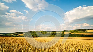 Looking out over a valley in the Chiltern Hills with fields of wheat glowing in the summer sun, in England