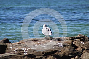 looking out seagull from jetty at Magansett Beach Falmouth, Ma