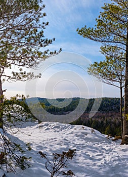 Looking out between trees at Calabogie