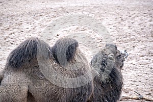Double Humped Camel