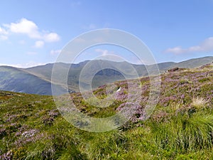 Looking over heather on fell to mountains