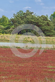 Looking over the heather to a lake