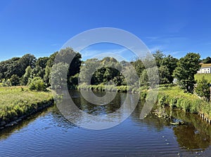 Looking over the, River Ribble, with old trees, wild plants, and houses near, Grindleton, Lancashire, UK