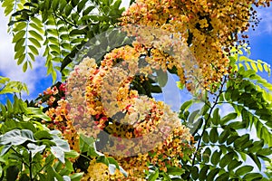 Looking overhead at a colorful yellow shower tree in bloom.