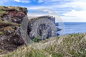 Latrabjarg bird cliffs Westfjords, Iceland