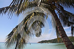 Looking through the palm trees out to see across Sariee Beach, Koh Tao, Thailand