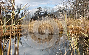 Looking at a pond reflecting common reed in the water