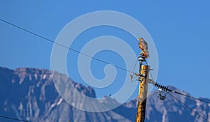 Looking: Red-Tailed Hawk on Telephone Pole, Ridgway, Colorado photo