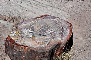 Looking at the Rings Inside a Petrified Log