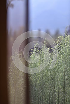 Looking through a see-through curtain in a modern resort