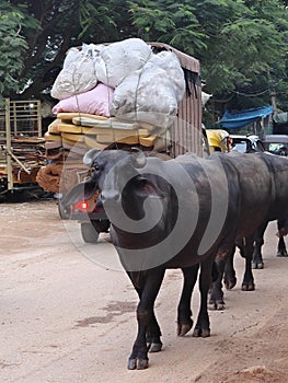 Looking so serious towards camera