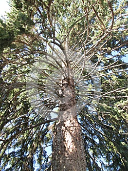 Looking Skyward Through the Branches of a Pine Tree