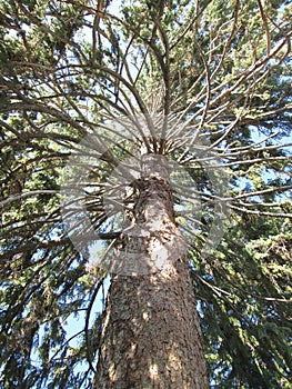 Looking Skyward Through the Branches of a Pine Tree