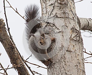 Looking squirrel