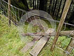 Looking on stile over fence coming off track through woods