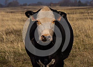 Looking straight at a large black cow with a white face in a field of dry grass in winter