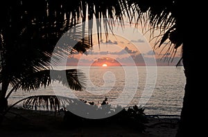 Looking at a sunset through the palm trees in Tonga