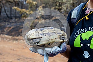 Looking for the surviving wild animals like turtles after catastrophic wildfires, environmental and ecological disaster