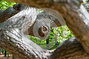 Looking though the tree branch swirling around the center